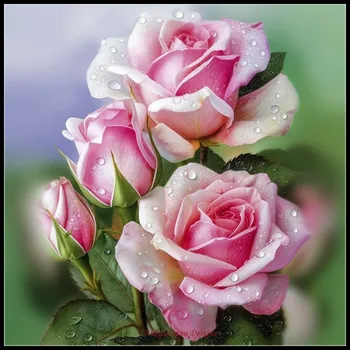 Dew Pink Roses 1 - Броени комплекти за кръстат бод - Направи си сам ръчно изработени бродерия бродерия 14 CT Аида кръстат бод комплекти DMC цвят