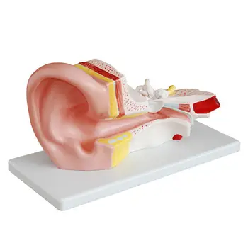 PVC 3X Life Size Human Ear Анатомия Медицински модел в 2 части Подвижни секции