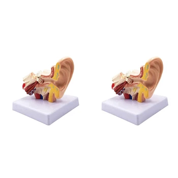 2 бр. 1.5X модел за анатомия на човешкото ухо - професионален модел за симулация на структурата на вътрешното ухо за образование