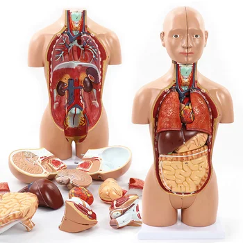  Модел на човешкия торс 52CM Модел на човешкото тяло Анатомична кукла с подвижни органи 3D модел на човешки орган Учебни материали за класната стая