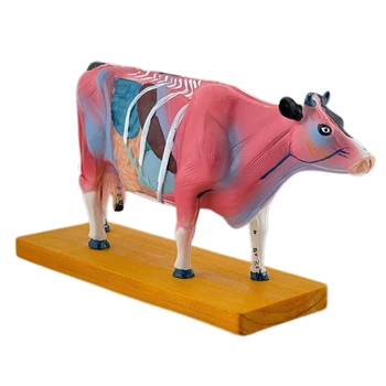 Анатомия на говедата Модел анатомичен модел на животните за ветеринарно обучение Dropship