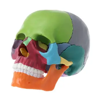  15pcs / комплект разглобен цвят череп анатомичен модел подвижен медицински teachi dropship