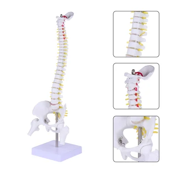 Човешки модел на гръбначния стълб, модел на таза на човешката опашна кост за обучение