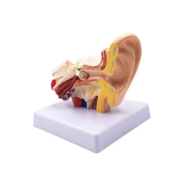 1.5X Модел за анатомия на човешкото ухо - Професионален модел за симулация на структурата на вътрешното ухо за образование