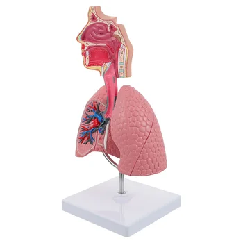 Белодробна дихателна анатомия Модел на преподаване Модел на човешки дисплей Училищни бели дробове Анатомично сърце Образователна назална играчка