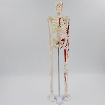Настолен мини човешки скелет модел 45см за медицински анатомия проучване дисплей студент