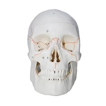 2022 Размер анатомичен череп модел Модел на скелет на подвижна глава Модел за изследване на заболявания