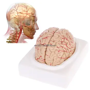 Разглобен анатомичен човешки модел анатомия медицински инструмент за преподаване
