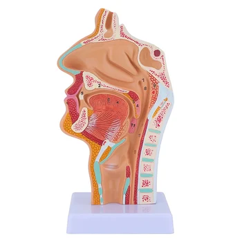 Анатомия на гърлото на носната кухина Модел на човешкия анатомичен фаринкс Ларинкс Модел за студенти Проучване Дисплей Преподаване
