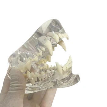 Прозрачен кучешки зъби анатомичен модел животни орален зъб челюст за ветеринарен образователен инструмент