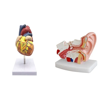 1: 1 Модел на човешкото сърце, анатомично точен модел на сърцето & 1,5 пъти анатомичен модел на човешкото ухо, показващ органи